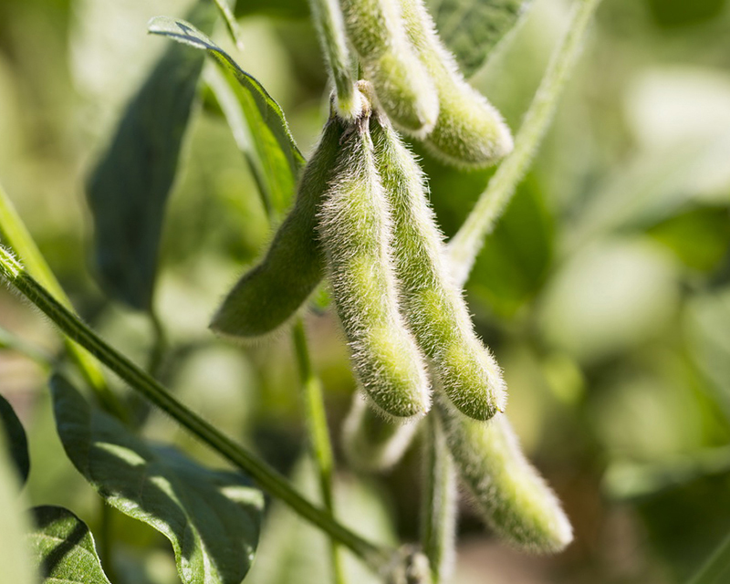 Soja: siguen retrocediendo los márgenes para campo alquilado en la región núcleo
