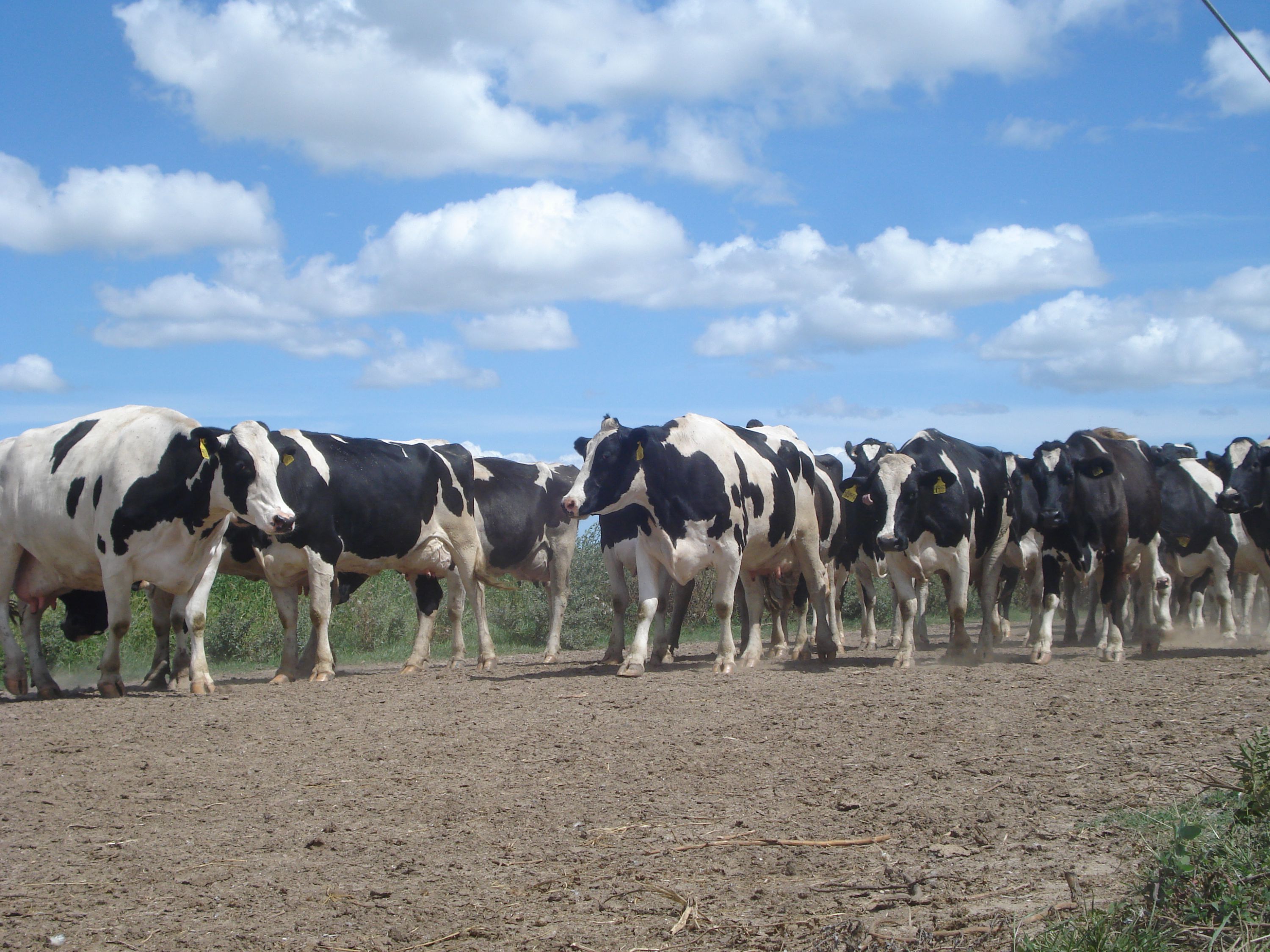 Santa Fe, Córdoba y Buenos Aires concentran 90% del ganado dedicado a la producción tambera