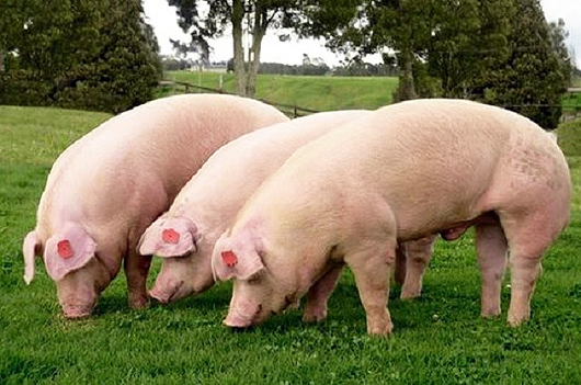 La carne de cerdo aumenta por debajo de la inflación y pone en jaque a las granjas