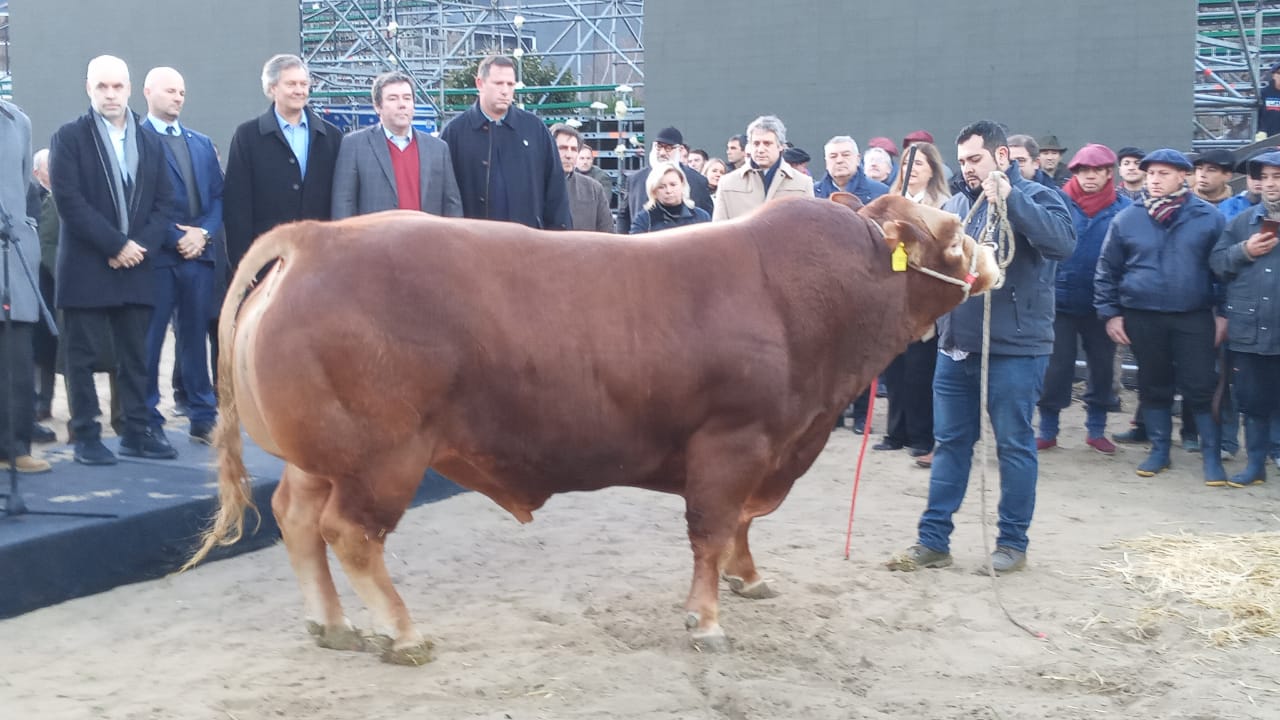 Un toro Limousin fue el primer animal en ingresar hoy al predio de Palermo de la Expo Rural 2022