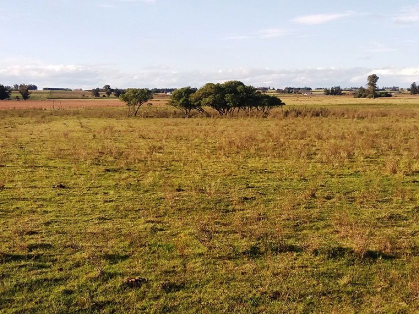 La actividad inmobiliaria rural cayó un 15 % tras la incertidumbre por los cambios en el Gobierno