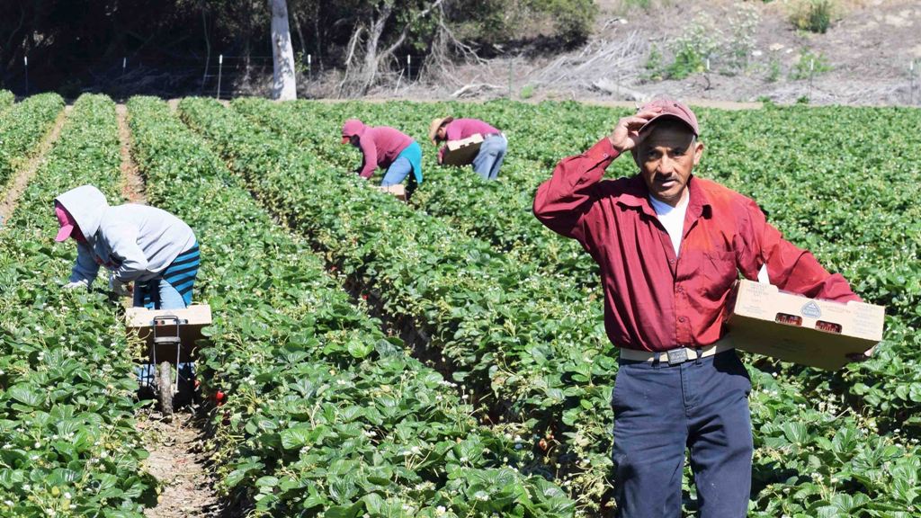 Los trabajadores rurales acordaron un aumento salarial del 70 %