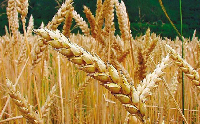 La actual campaña de trigo sigue rompiendo récords