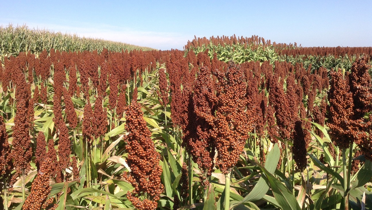 Sorgo: culminó la cosecha con un crecimiento de 100.000 Tn