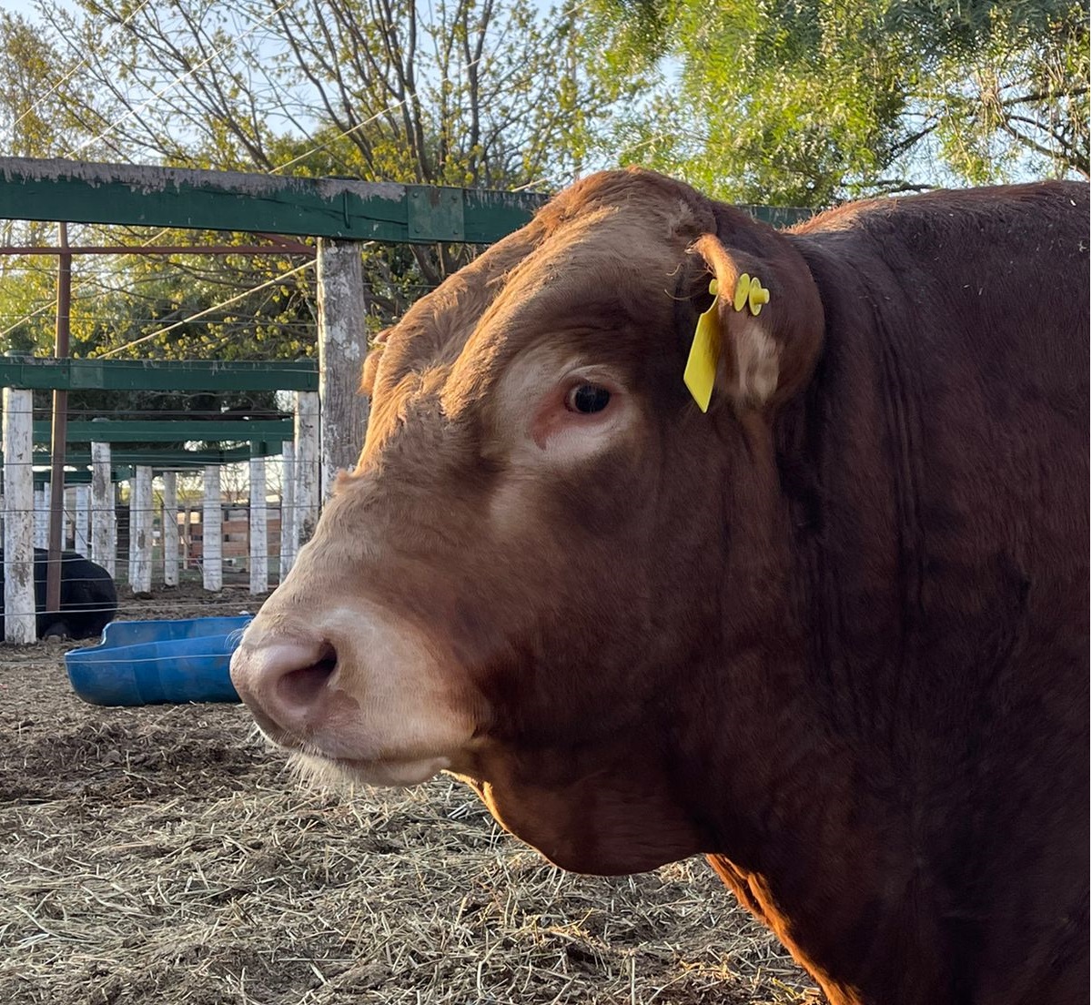 “Cotilerio Nicanor”, el mejor toro del mundo, ya está en los corrales de la Expo Rural de Jesús María