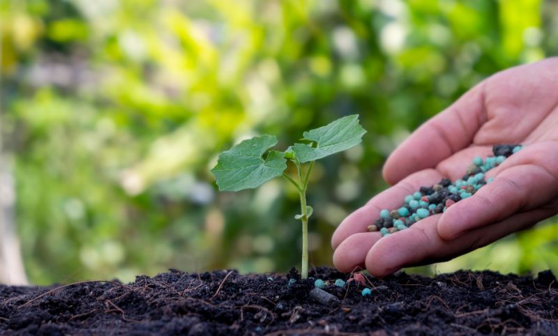 Campaña 2022/23: caería un 27 % el consumo de fertilizantes en maíz y trigo