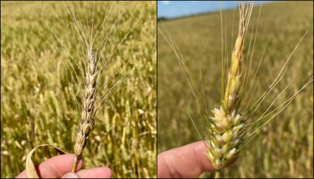 La última estocada al trigo en la zona núcleo: la helada tardía del fin de semana largo