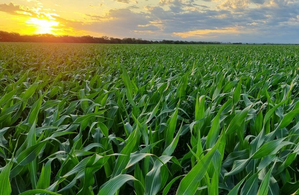 El rendimiento promedio del maíz en Córdoba es de 73,7 qq/ha con una producción de 20,3 Mtn