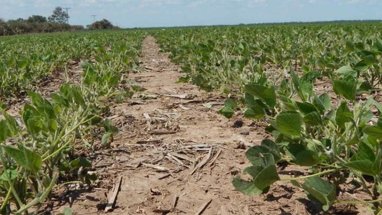 Histórico: el retraso en la siembra soja es del 45% y alertan por una drástica caída en la inversión del cultivo