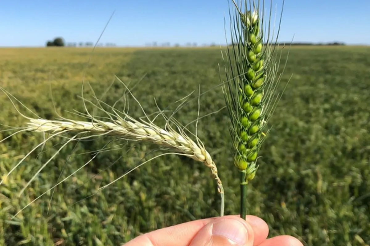 Argentina tendrá casi la mitad del trigo que el año pasado y una millonaria pérdida