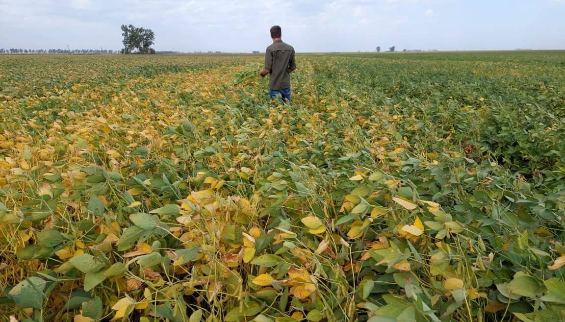 Compensación para pequeños y medianos productores de soja y maíz: habrá 15 días para anotarse