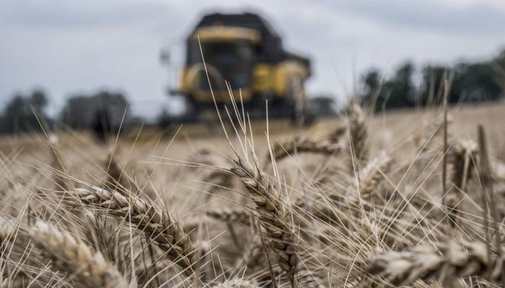 El remate del primer lote de trigo tiene nueva fecha: será el martes 6 de diciembre en la Bolsa de Cereales de Córdoba