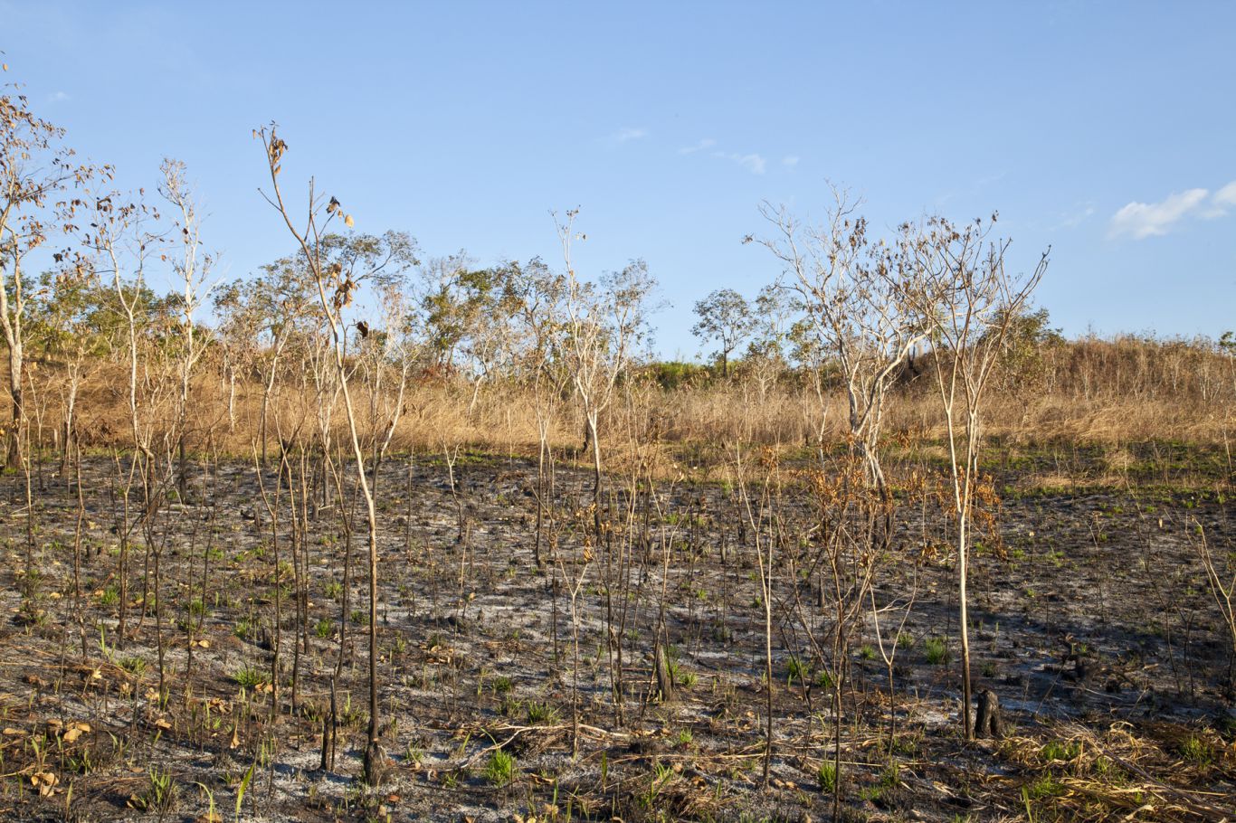 En 20 años, Argentina perdió 438.000 ha. de bosque primario húmedo: la respuesta del Estado nacional