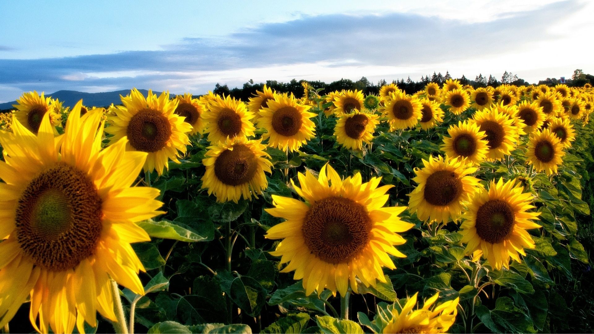 Se abre el plazo de recepción del Primer lote de girasol de la campaña 2022/23