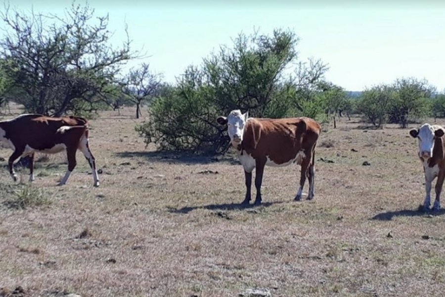 Productores advierten que por sequía 