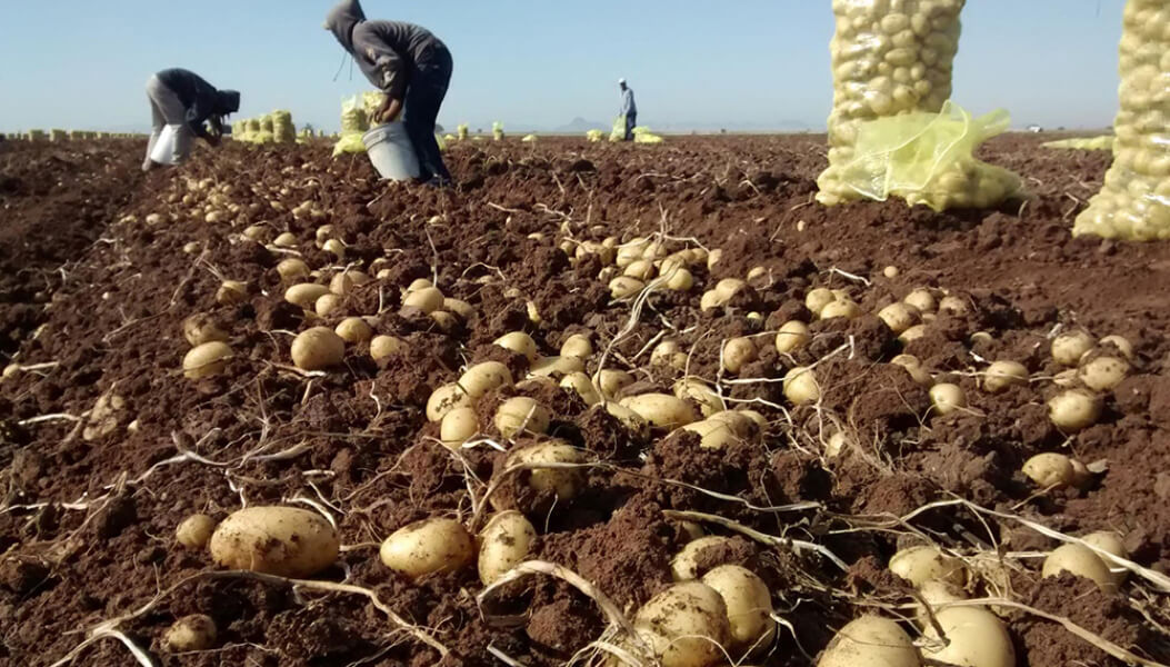 Este viernes se conocerán las novedades en maquinaria agrícola y nuevas variedades de papa en 