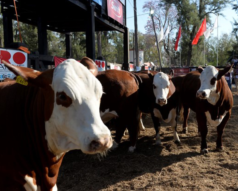 Del 15 al 17 de septiembre: ExpoBra reunirá la mejor genética Brahman, Braford y Brangus