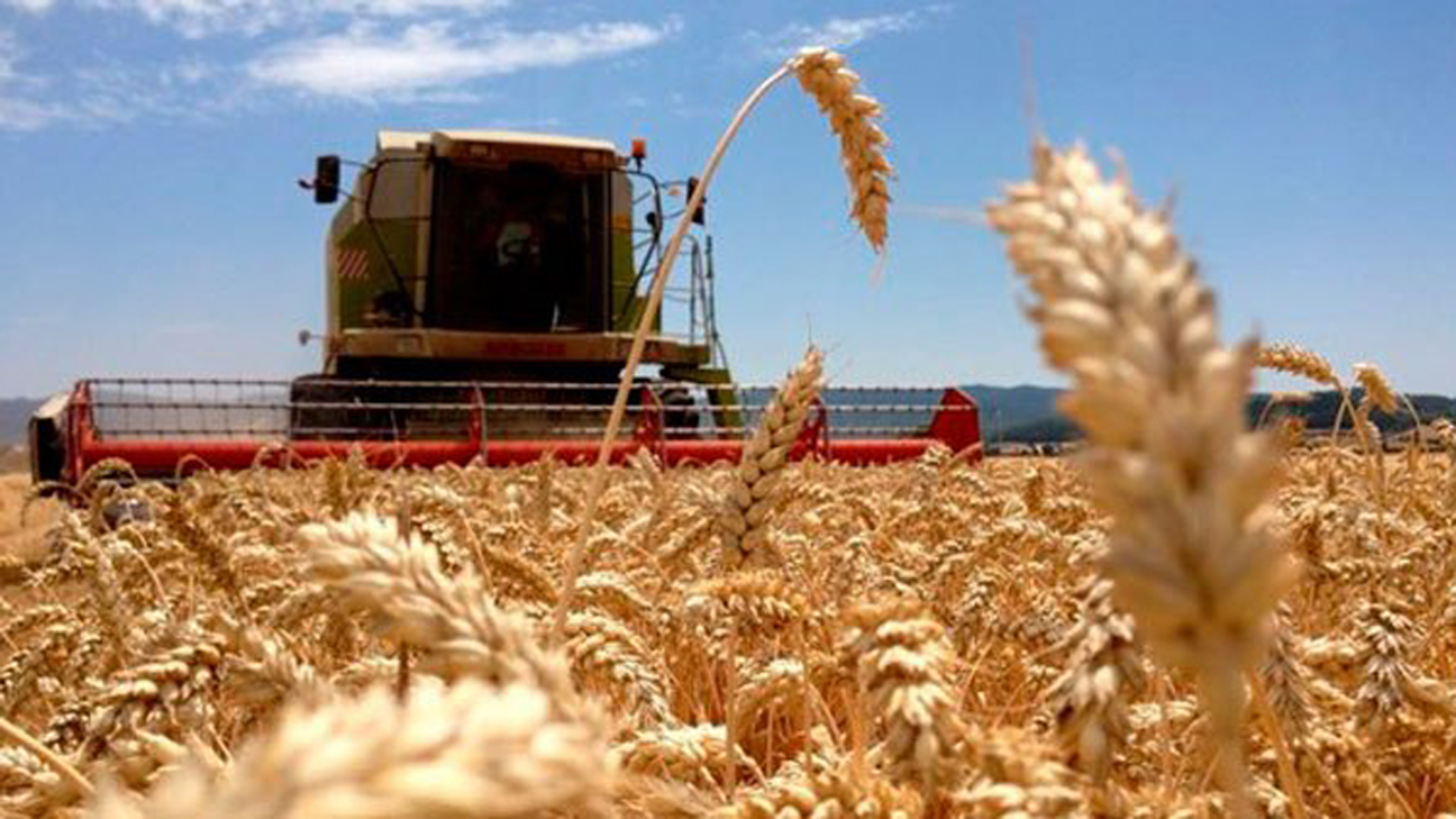 Con los rindes más bajos en 12 años, la producción de trigo sigue cayendo