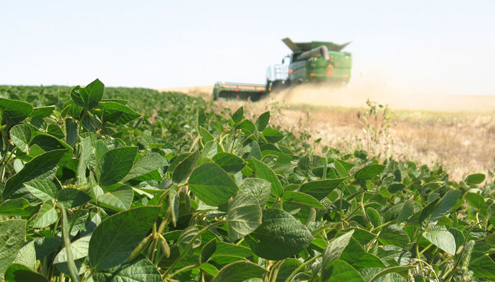 12 millones de toneladas menos para la producción de soja
