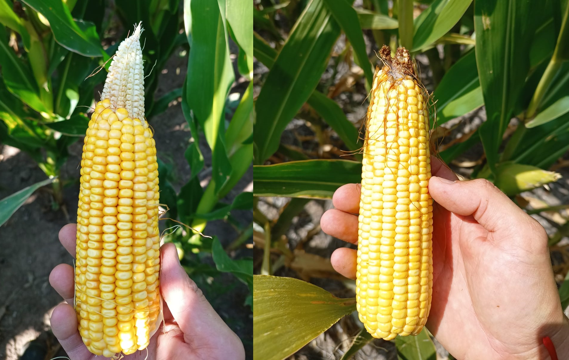 Zona núcleo: El maíz tardío resultó el más favorecido por las lluvias del fin de semana