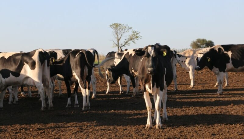 La producción de leche argentina tuvo su mayor caída en cuatro años