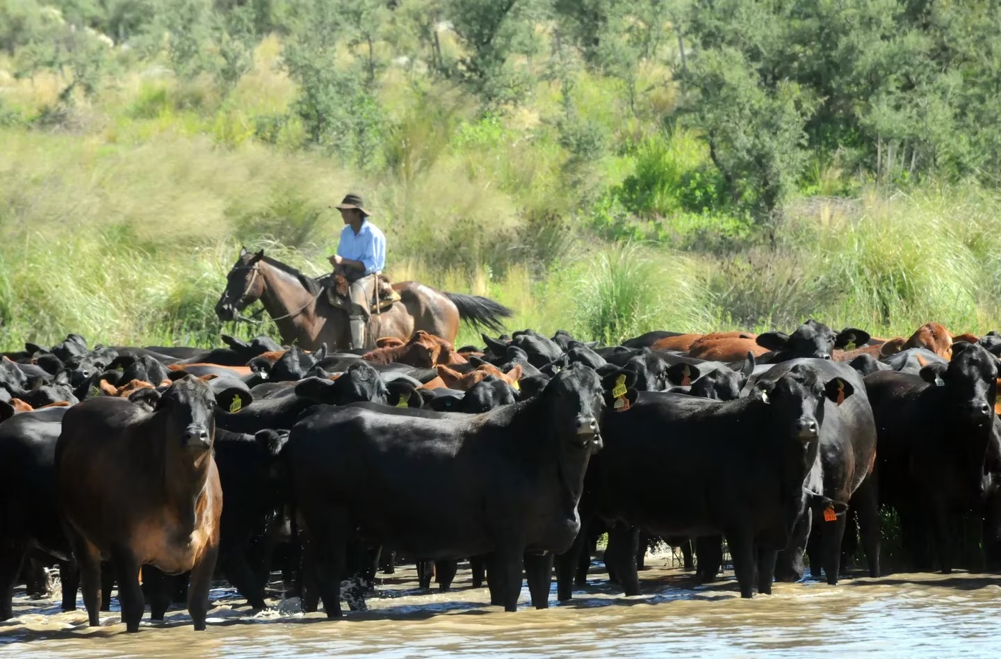 El Mundial de Brangus también se jugará en la Argentina