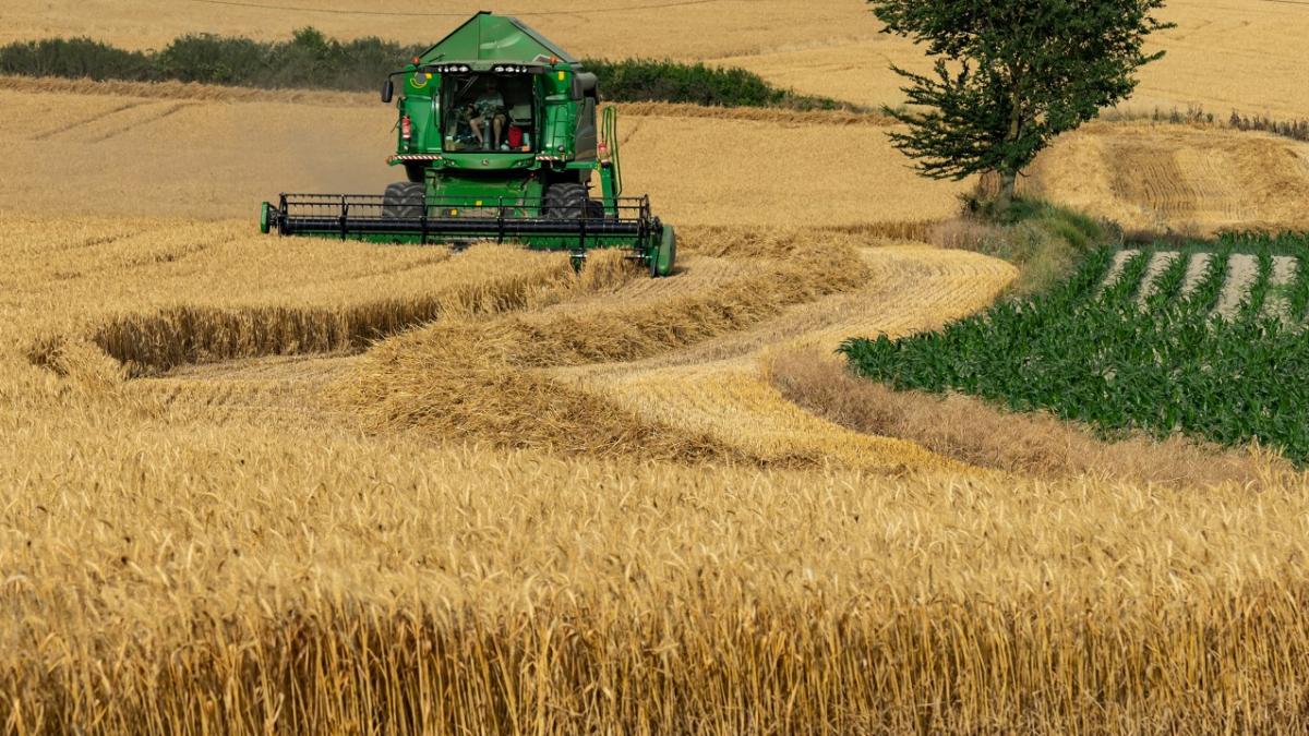 Del trigo nuevo solo se anotaron 235.000 toneladas y los precios a cosecha ya cayeron US$ 70/t desde principios de año