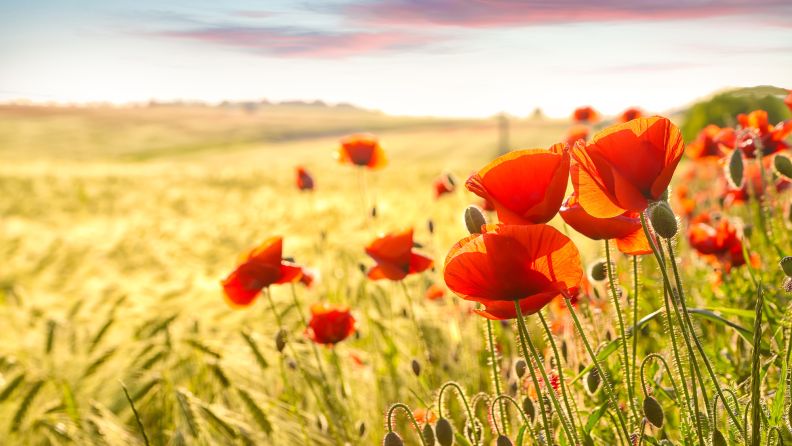 10 datos de la agricultura en Alemania