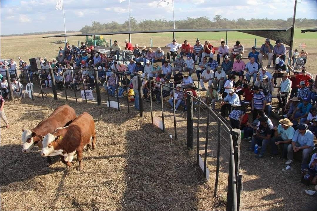Todas la razas estarán presentes en una nueva edición del remate de reproductores de Agronea