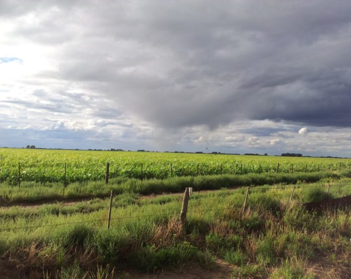 La sequía queda atrás y las lluvias alientan la próxima cosecha