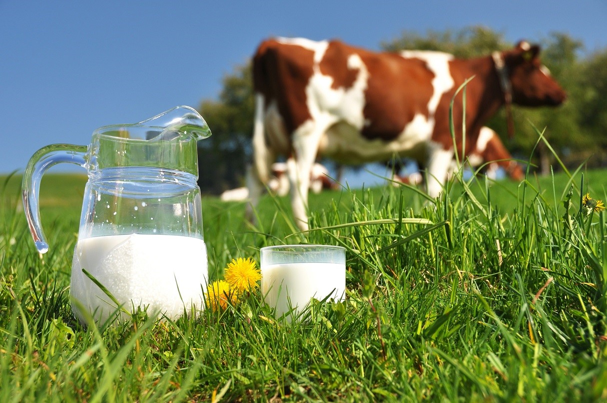 Día Mundial de la Leche: el 85% de la población no consume más de dos lácteos al día