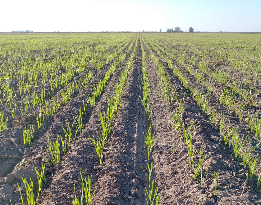 Córdoba:Trigo y garbanzo comienzan sus ciclos con muy buenos estados generales