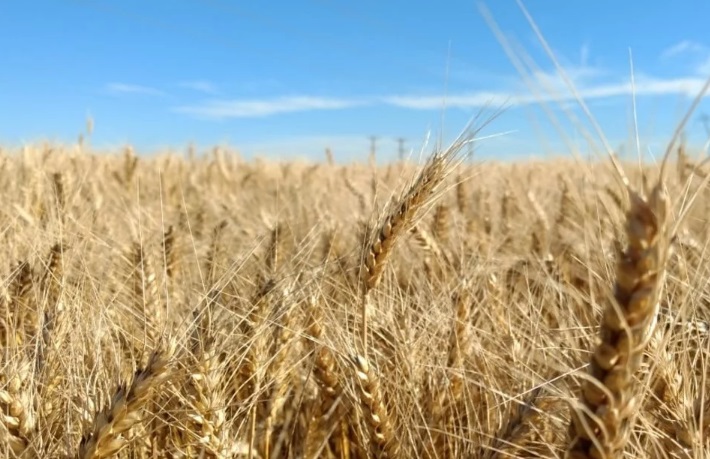Región núcleo: un 10% del área de siembra de trigo en riesgo