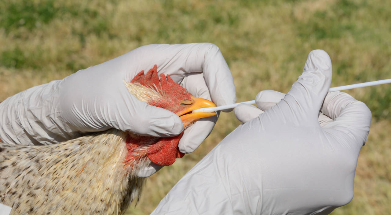 Argentina vuelve a ser un país libre de gripe aviar