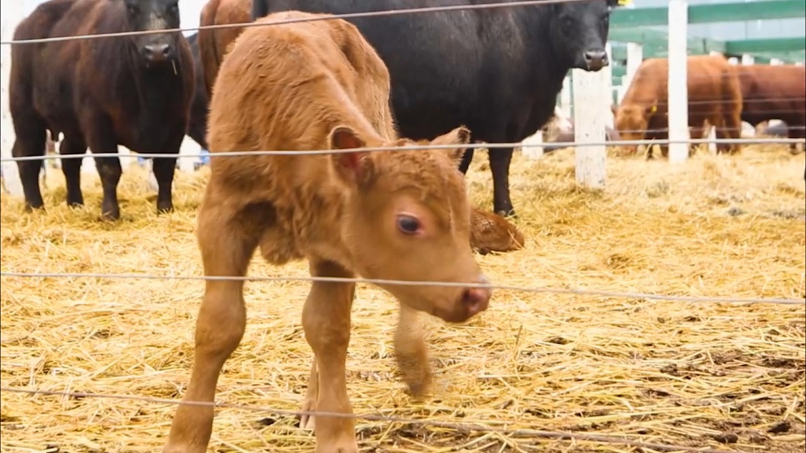 Dos terneritos nacieron antes del inicio oficial de la Expo Rural de Jesús María
