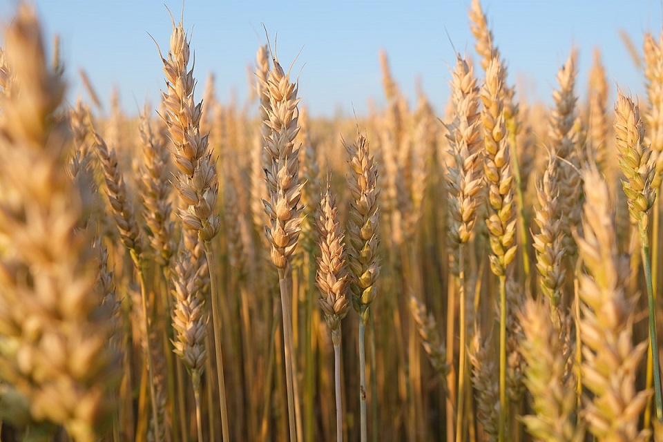 Fallaron las lluvias y se enciende la alerta sobre los casi 2 millones de ha de trigo en condiciones regulares a malas