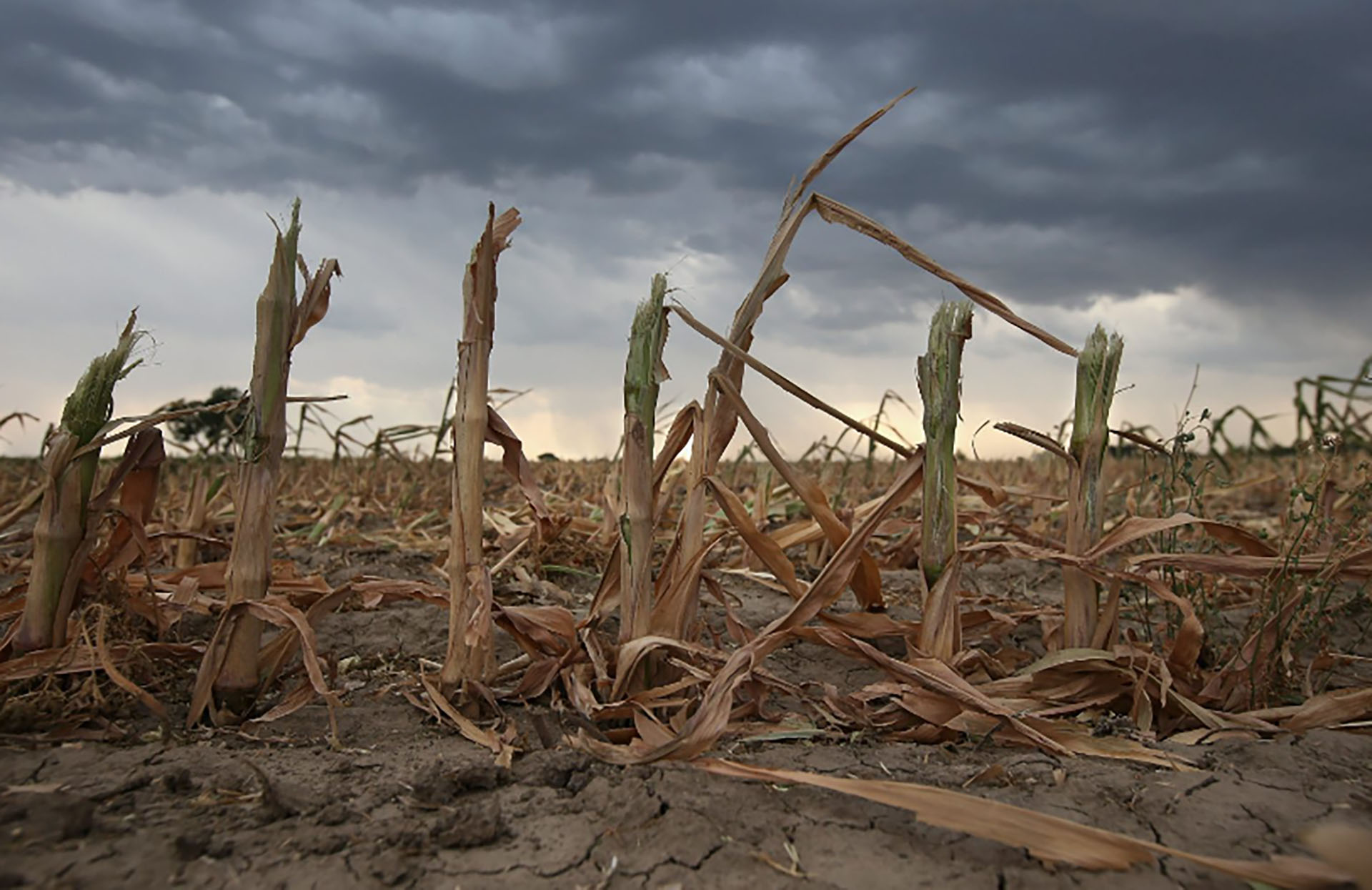 La mesa de Enlace Córdoba pide la urgente homologación y prórroga de la emergencia agropecuaria