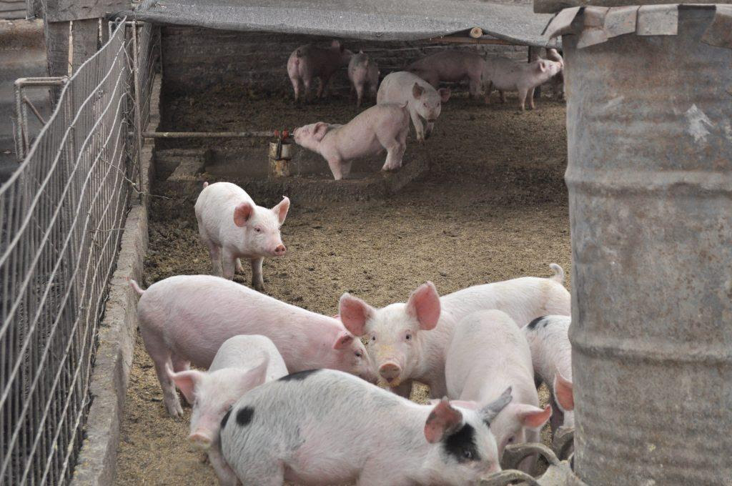 El mercado porcino desafío los mitos
