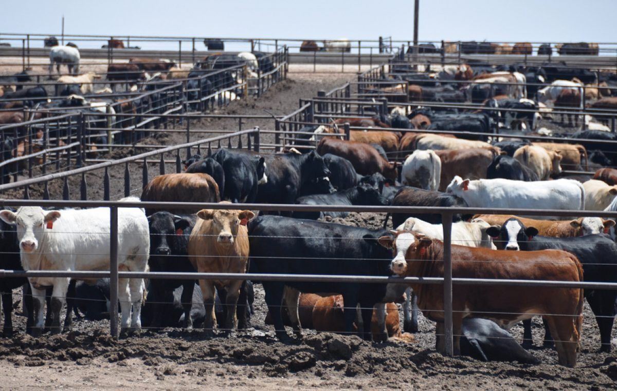 Rosgan: las inundaciones podrían generar un aluvión de hacienda hacia los feedlots