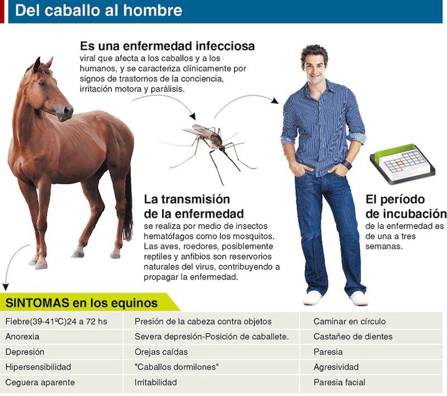 Senasa dispuso medidas “extraordinarias y excepcionales” ante los brotes de Encefalomielitis Equina