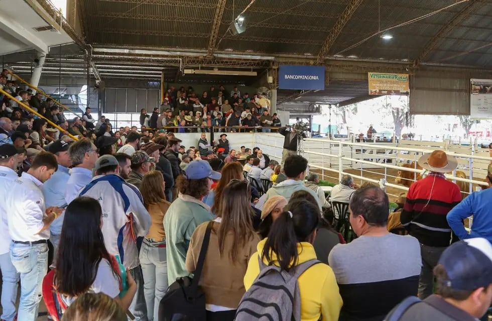 El precio del novillito se incrementó un 21% en enero y alcanzó un alza del 250% en 12 meses