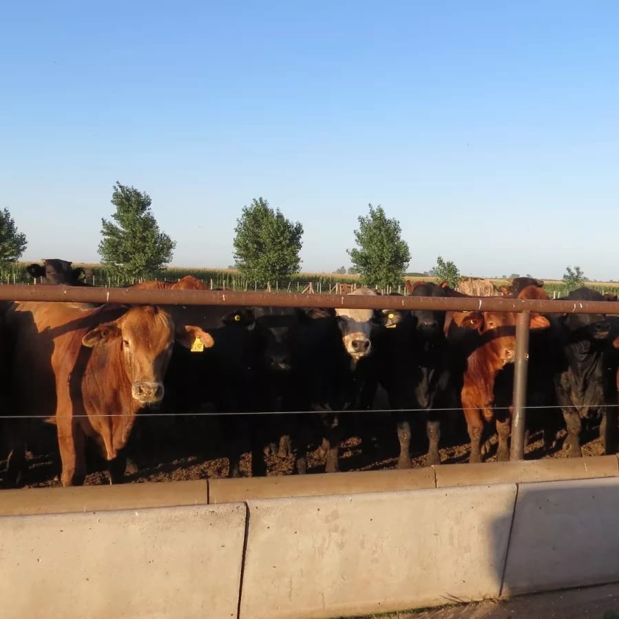 La mala distribución de un aditivo causó la muerte de animales en un feedlot de Monte Maíz