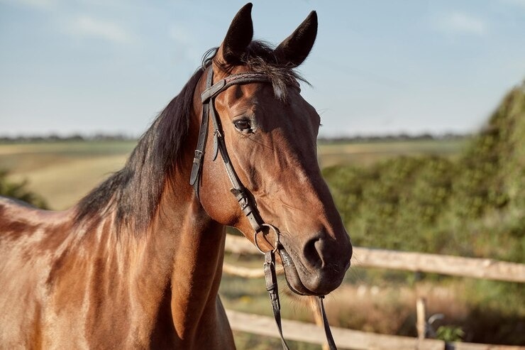 Encefalomielitis equina: requisitos para el traslado de animales