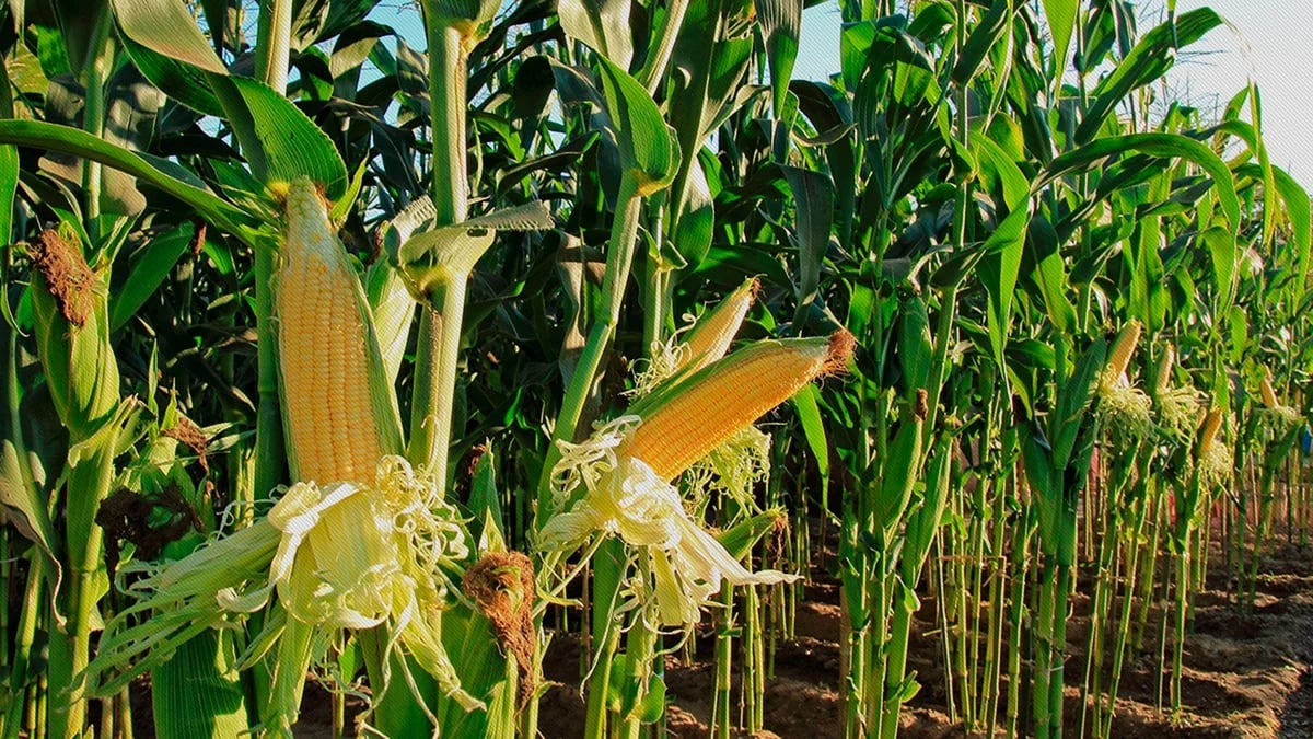 El poder de compra del maíz respecto a la urea se ubicó en su mínimo histórico
