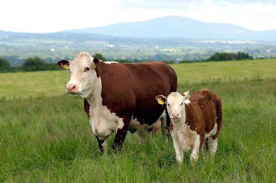 Gira Hereford por Córdoba y San Luis comenzando el festejo de los 100 años de la raza en Argentina