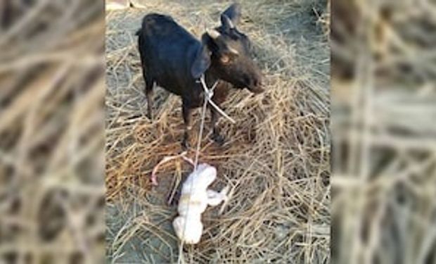 Una cabra dio a luz una cría con rostro “humano” en la India
