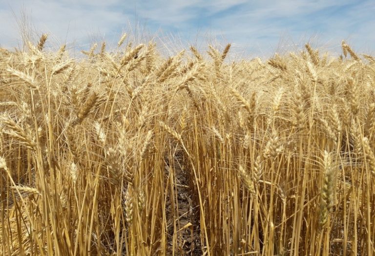 El gobierno habilitó más saldo exportable de trigo