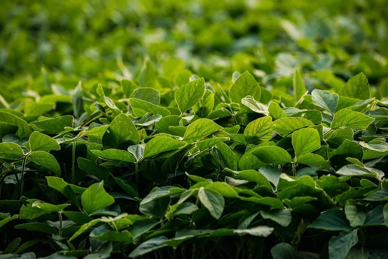 Las lluvias le pusieron un piso alto a la soja: la producción llegaría a las 50 millones de toneladas