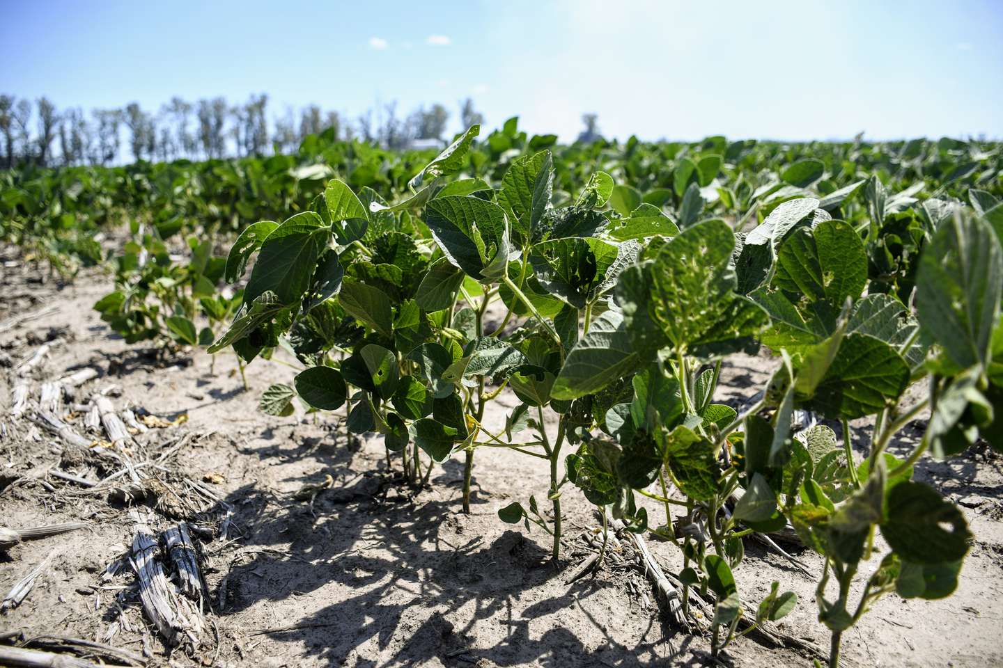 El clima jaquea el récord productivo de la nueva campaña