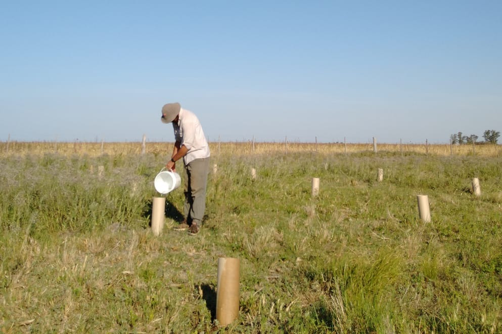 Qué especies utilizar para reforestar un campo en el centro-este de la provincia